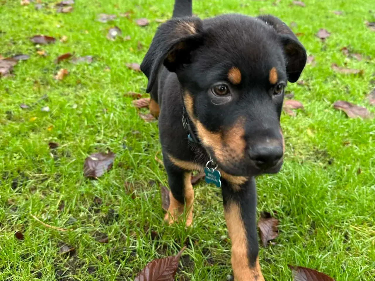 Billede 8 - Rottwailer/schæfer 