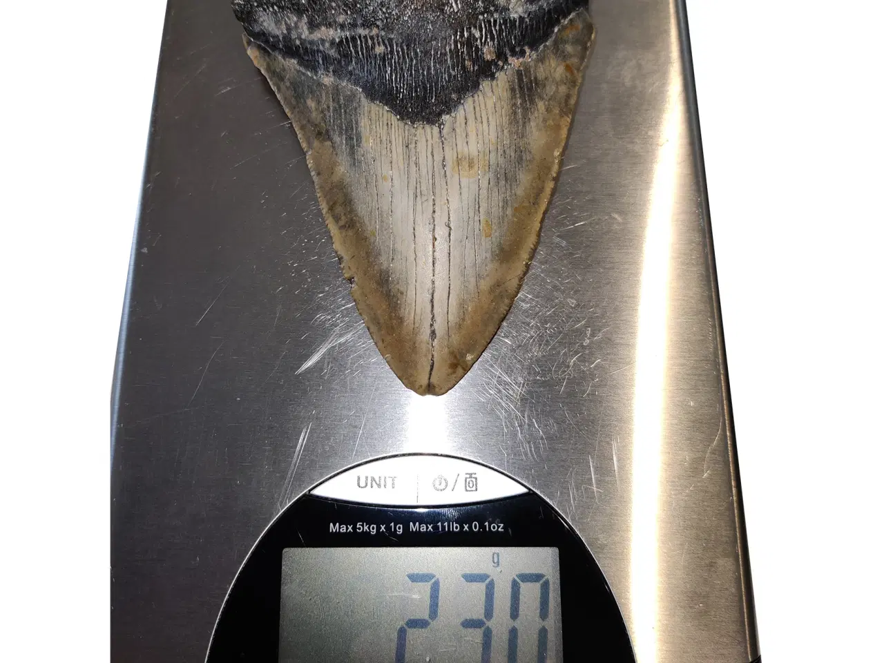 Billede 4 - Megalodon tand 12,4 cm