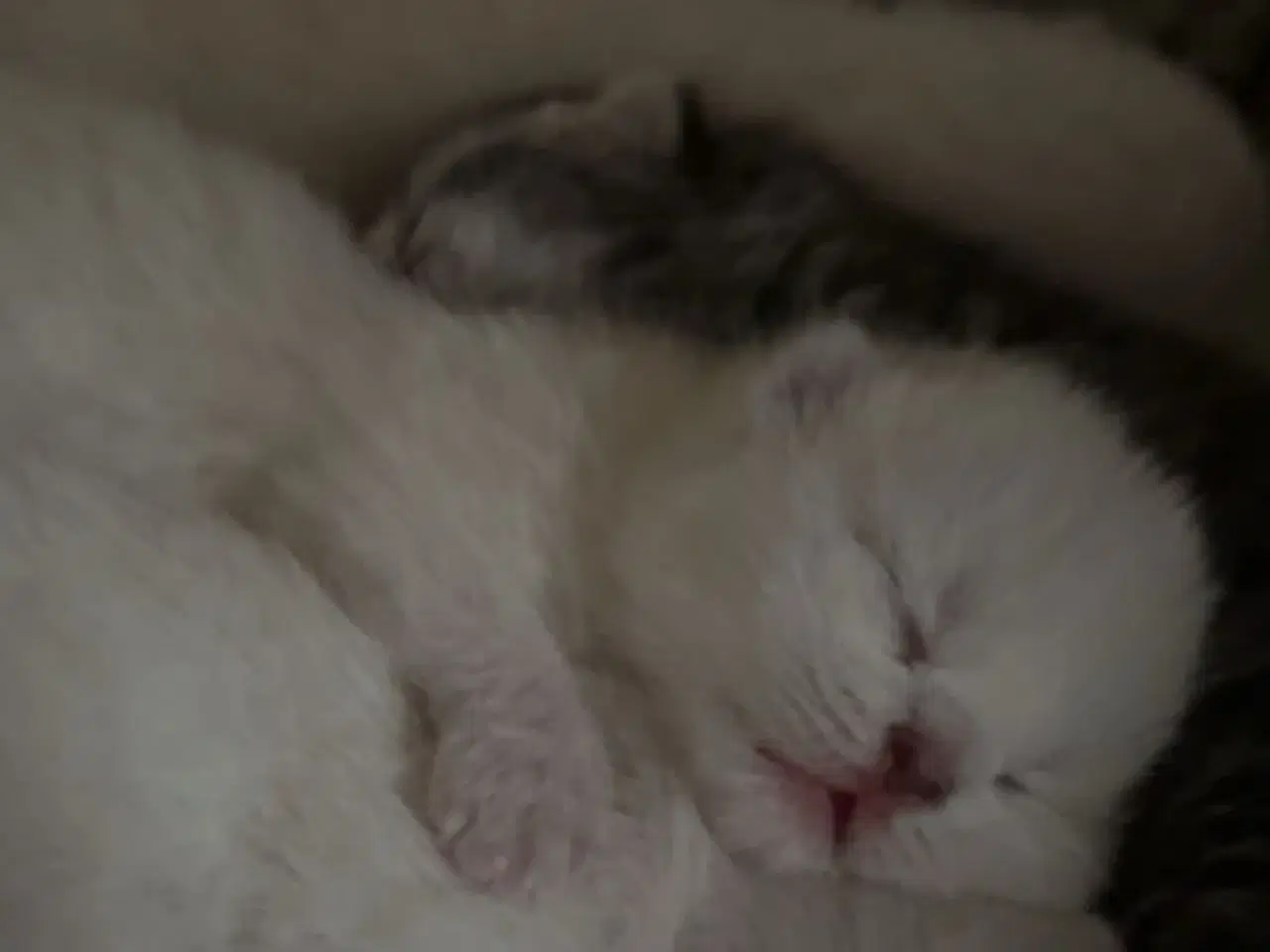Billede 9 - British Shorthair killinger søger nyt hjem