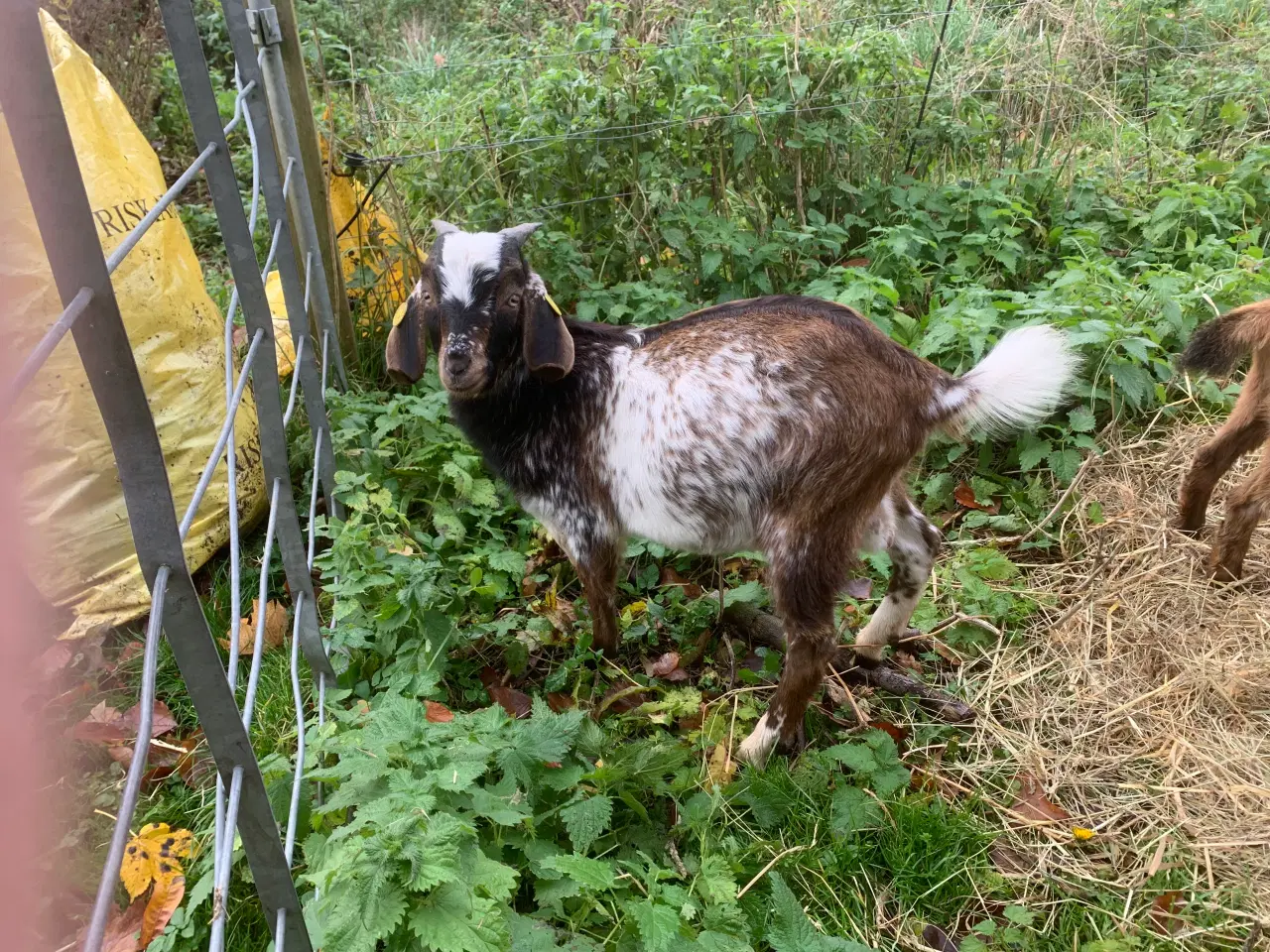Billede 2 - Overvejer du avl af nubiske geder?