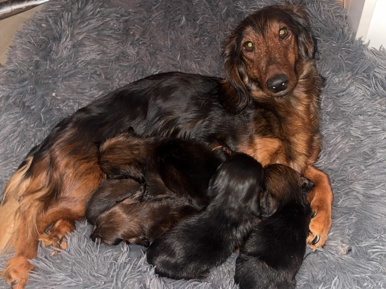 Billede 3 - Søde, charmerende og kærlige gravhunde hvalpe