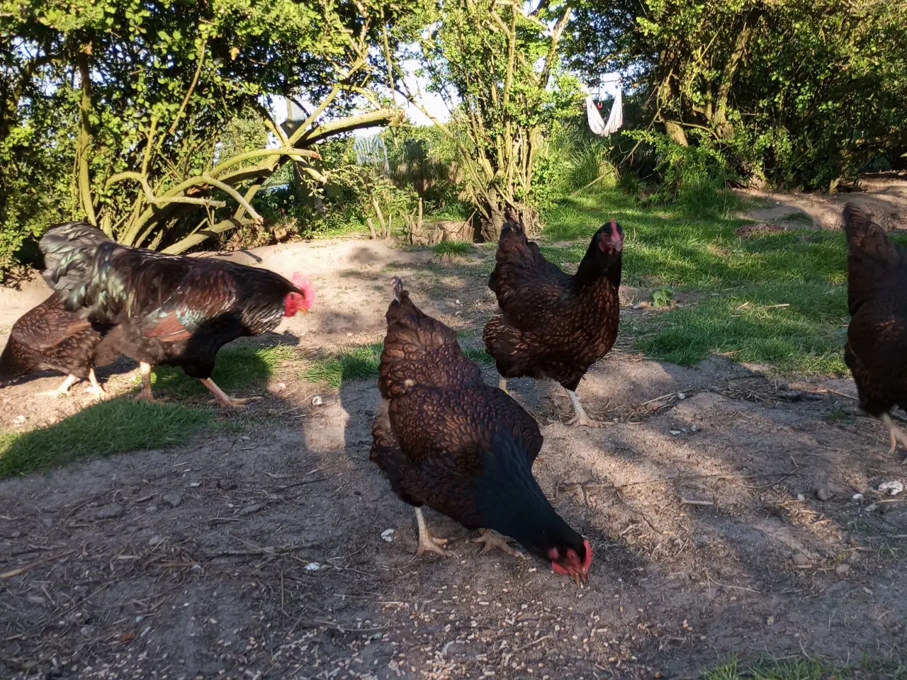 Billede 5 - barneveller rugeæg kyllinger