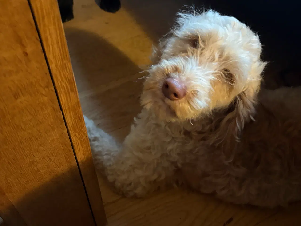 Billede 2 - Cockapoo hvalpe sælges