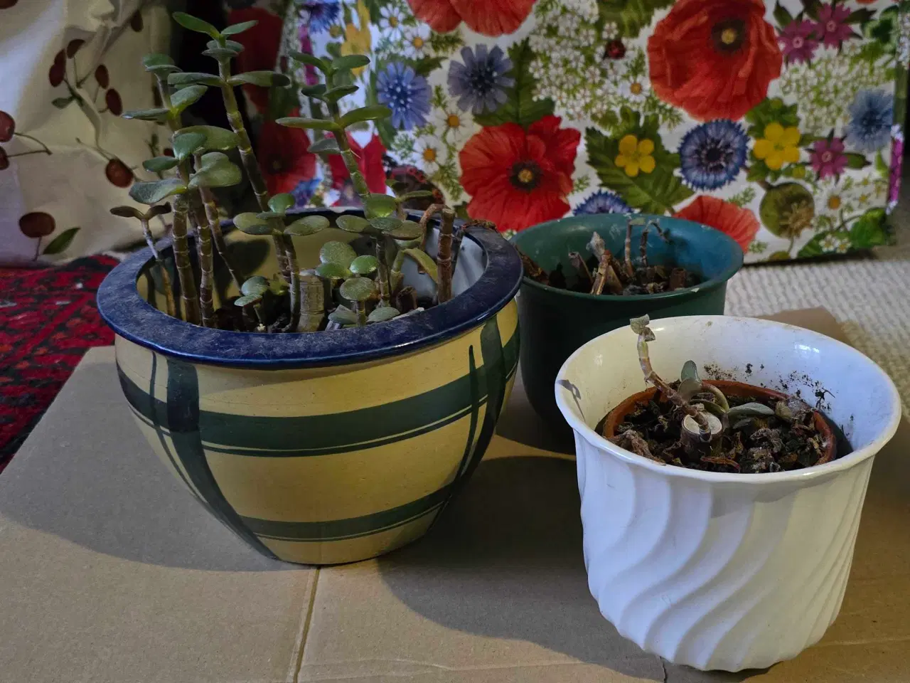 Billede 1 - Urtepotter, urtepotteskjuler, pengetræ