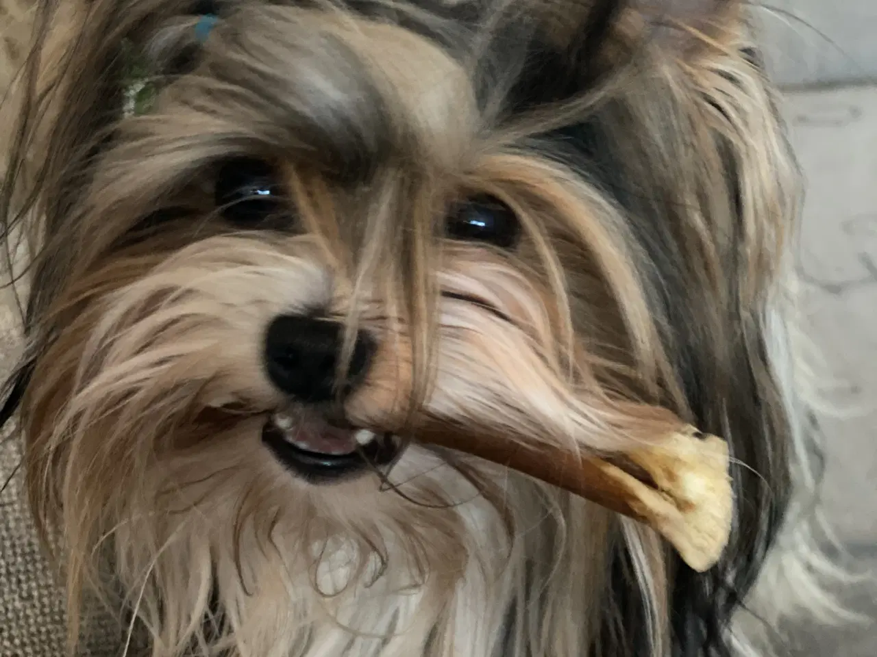 Billede 6 - Biewer til kærligt hjem - gerne pensionister