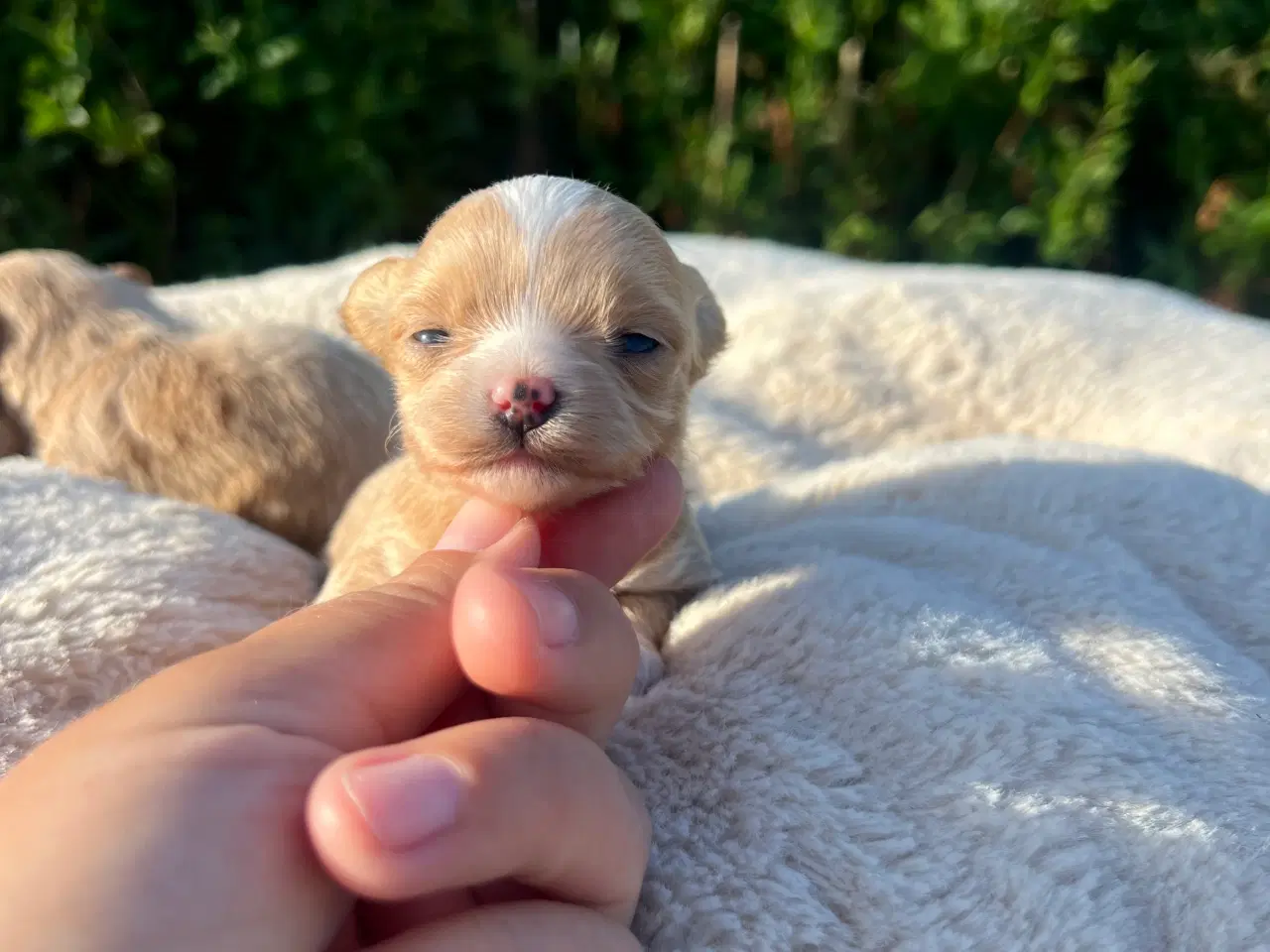 Billede 2 - Pomapoo f1