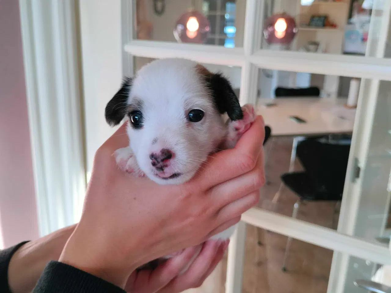 Billede 2 - Jack Russell hvalpe