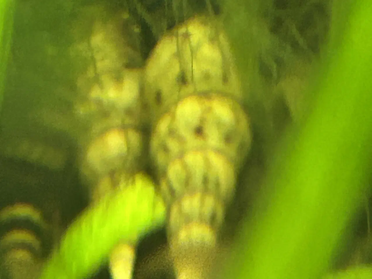 Billede 3 - 🐌 Malaysisk tårnsnegl – 2-5 cm | Afhentning/GLS