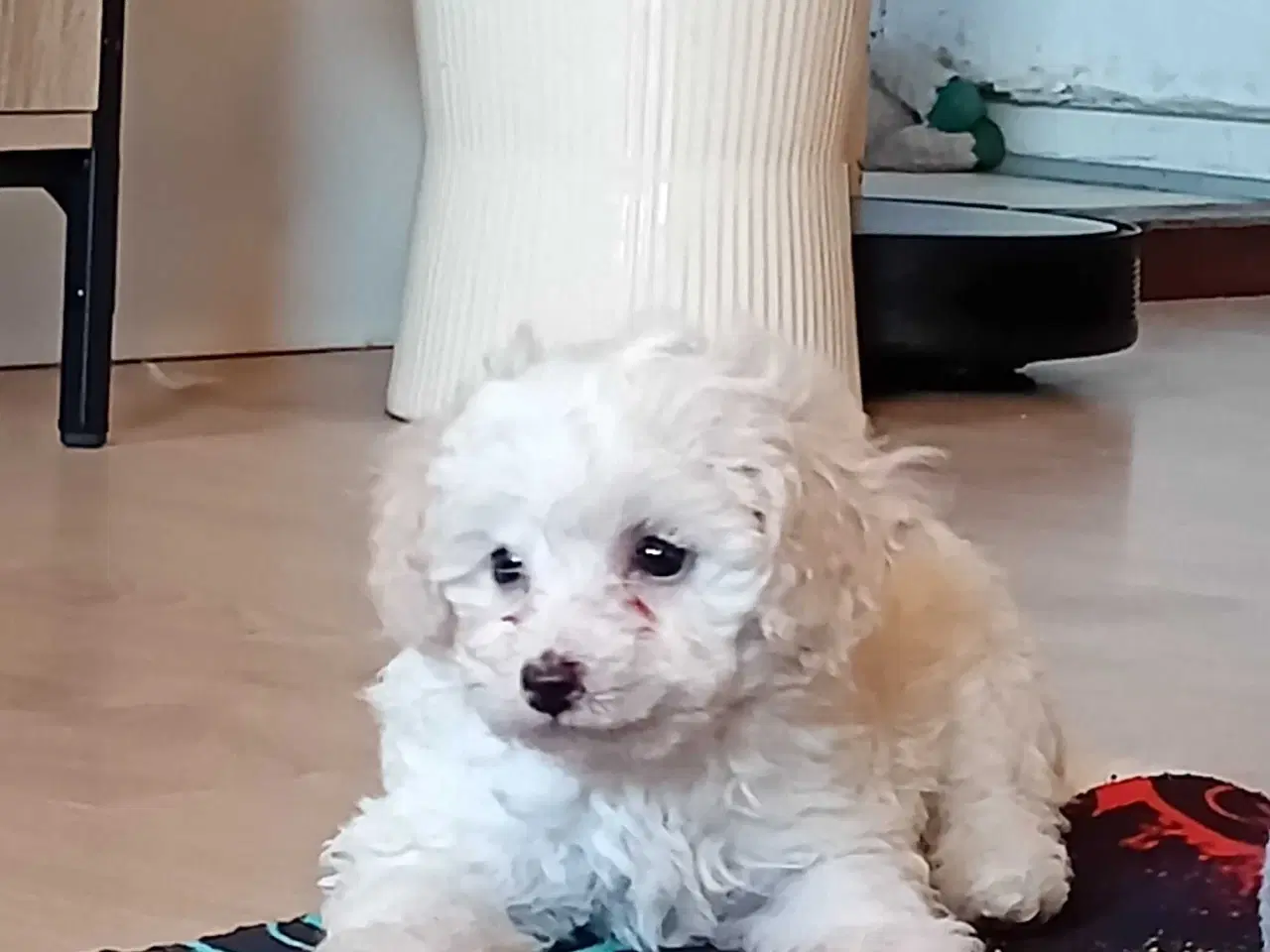 Billede 7 - Cavapoo klar til nyt hjem nu