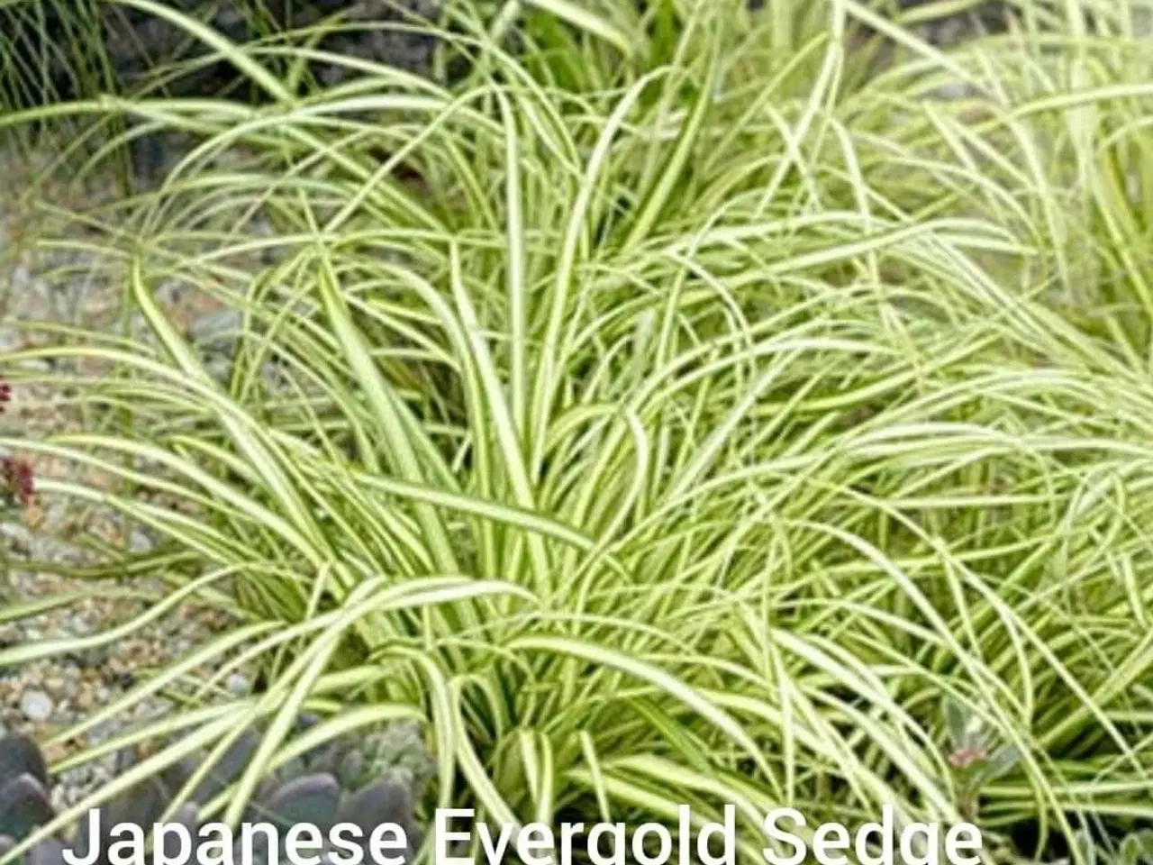 Billede 1 - Prydgræsser planter elefantgræs Little zebra, 