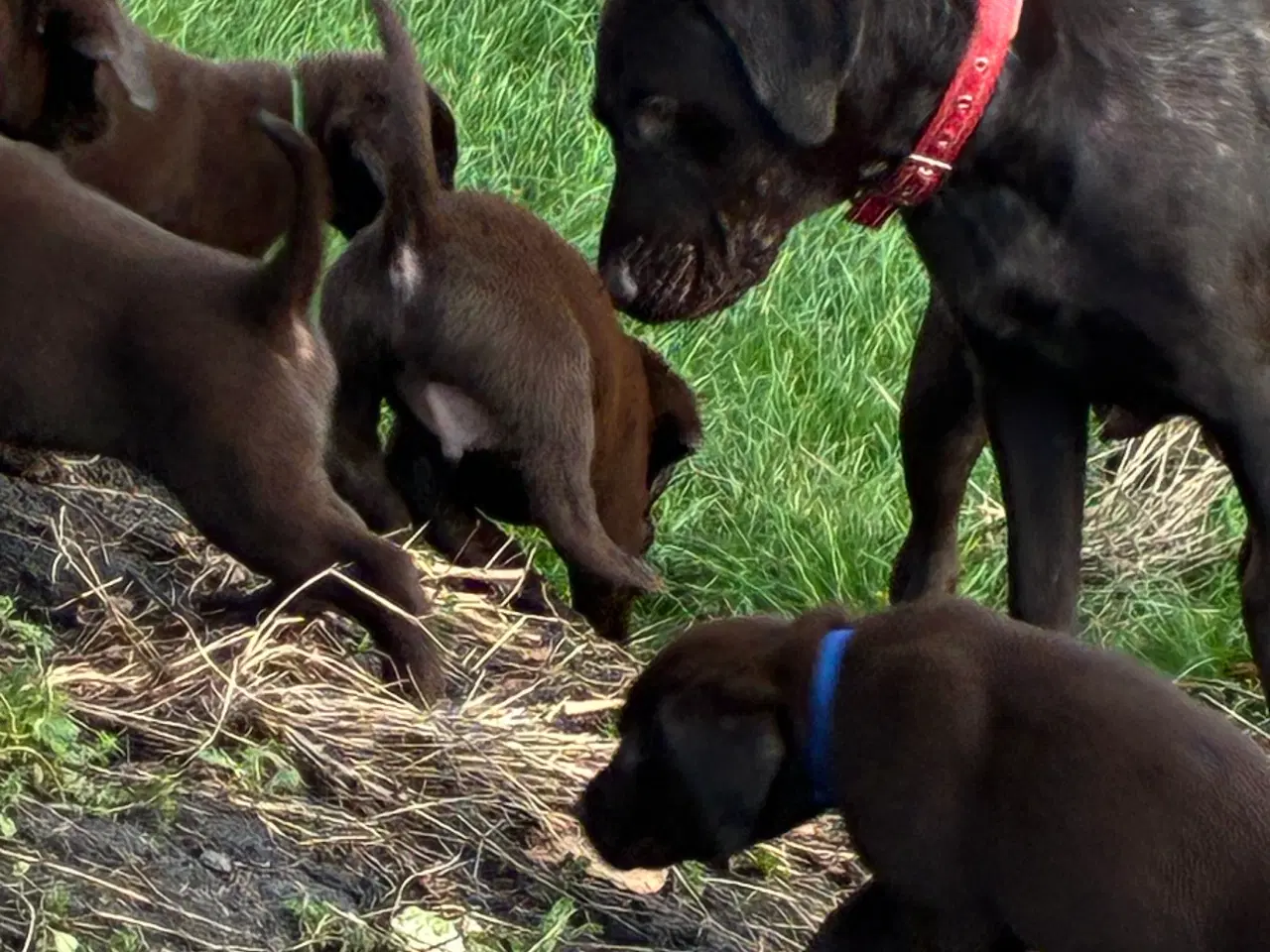 Billede 3 - 1 hanhund brun gammel labrador