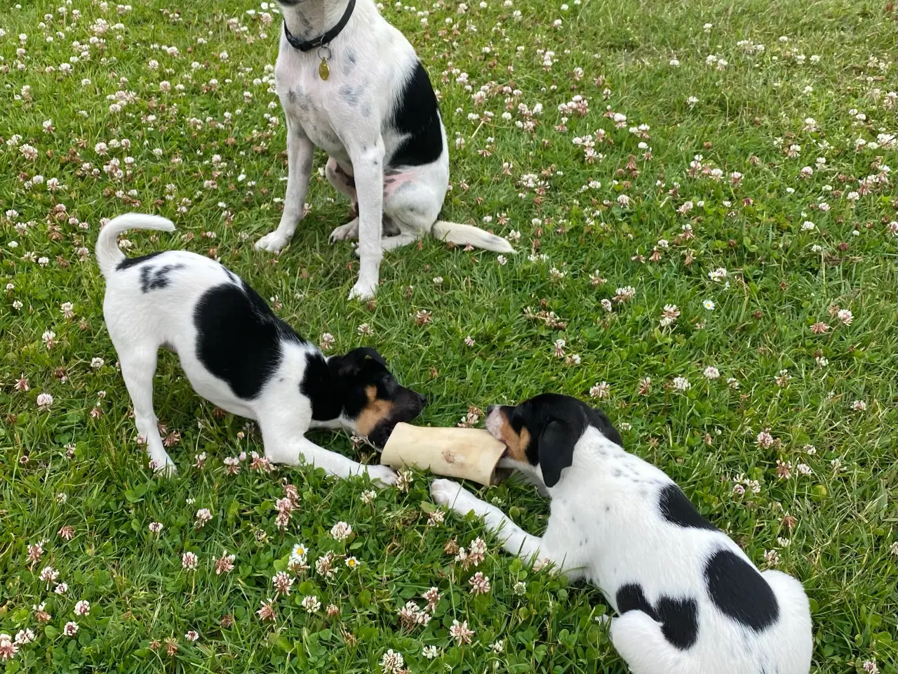 Billede 7 - Dansk-svensk gårdhund trefarvet