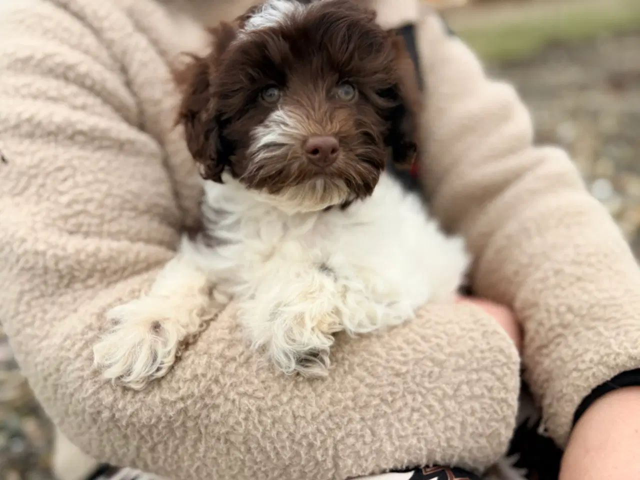 Billede 2 - Havapoo