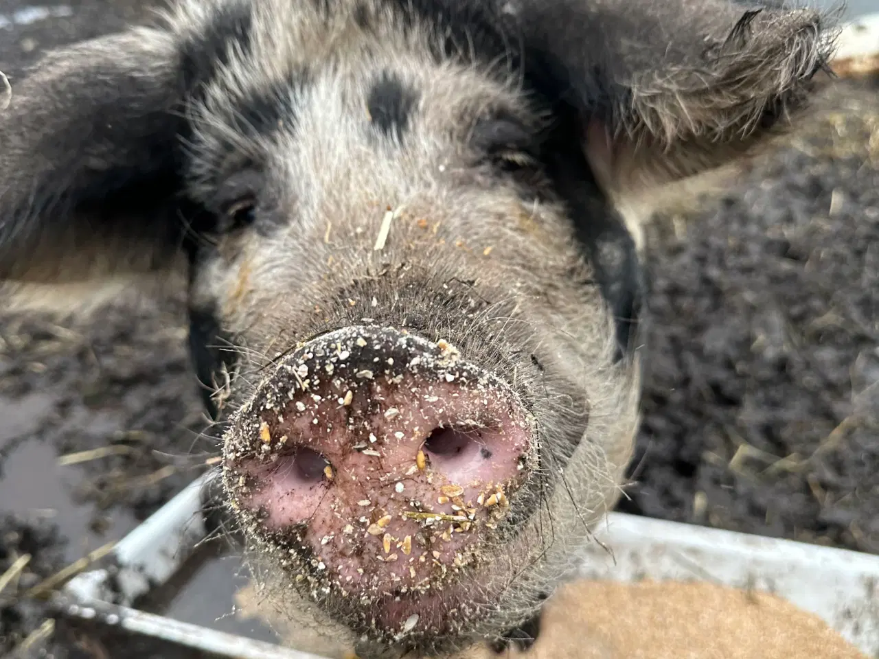 Billede 2 - Gl. Dansk landrace so sælges