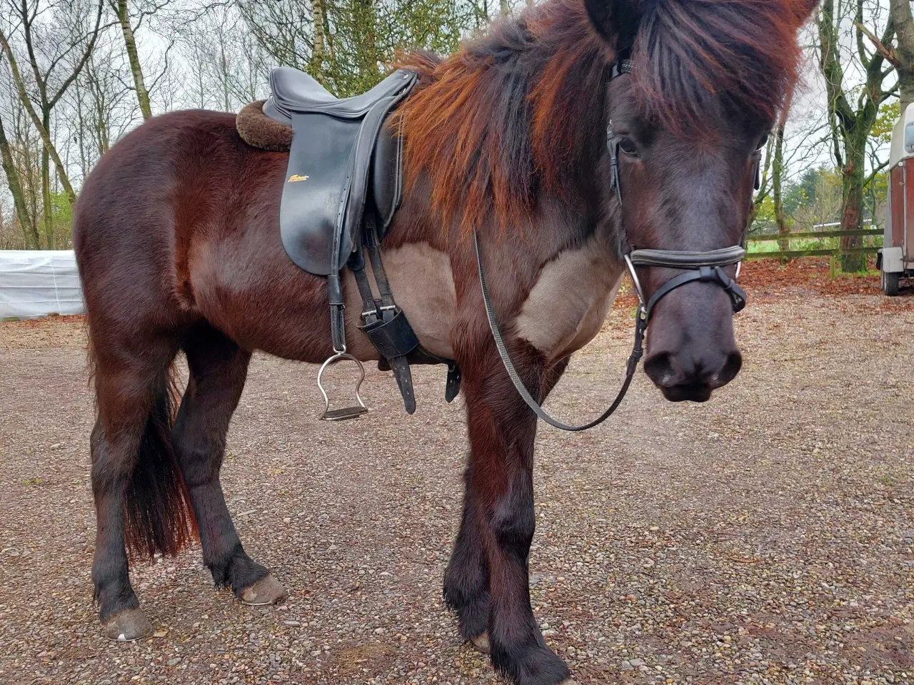 Billede 2 - Sadel til islænder