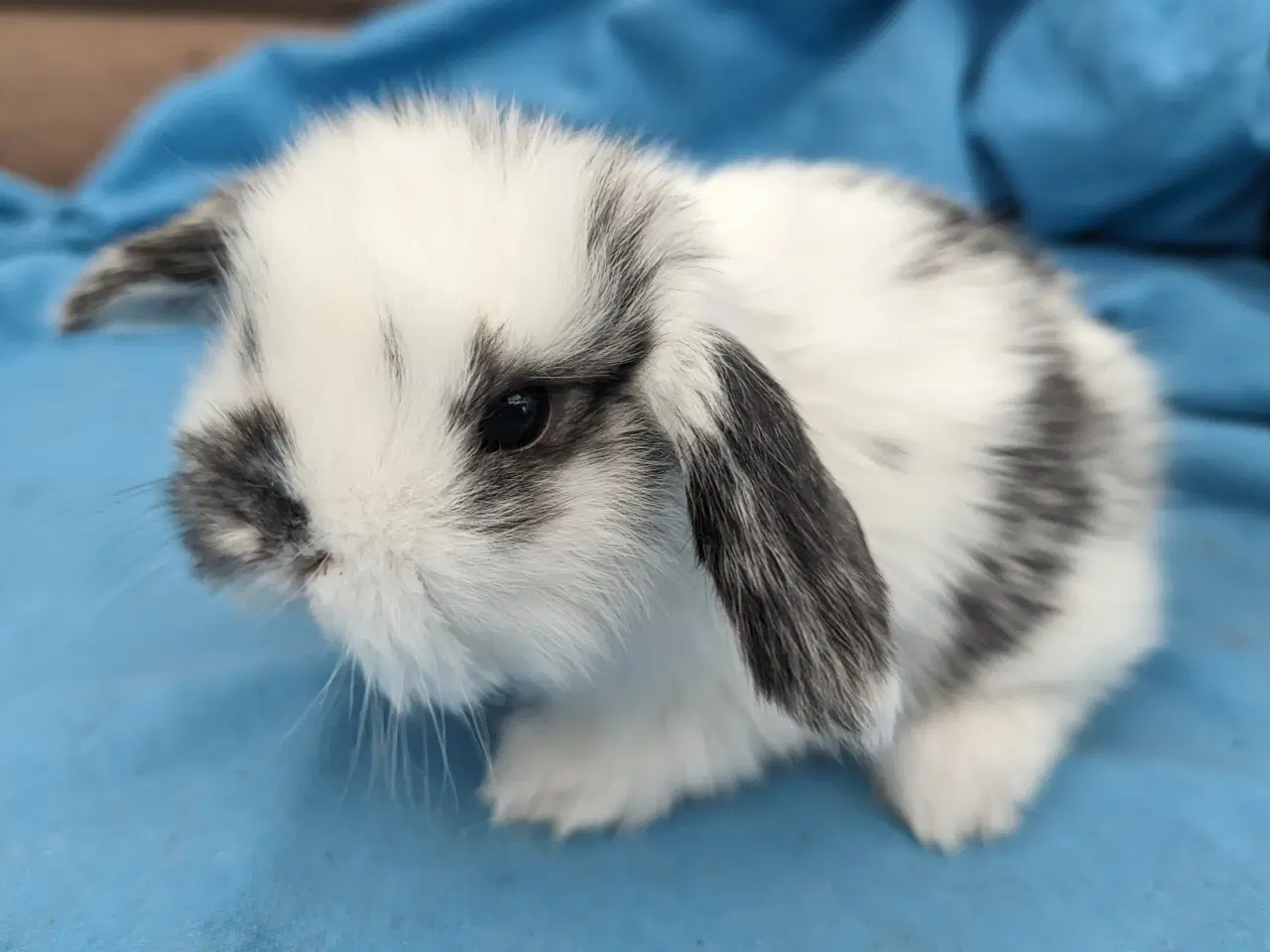 Billede 2 - Minilop kaninunge sælges