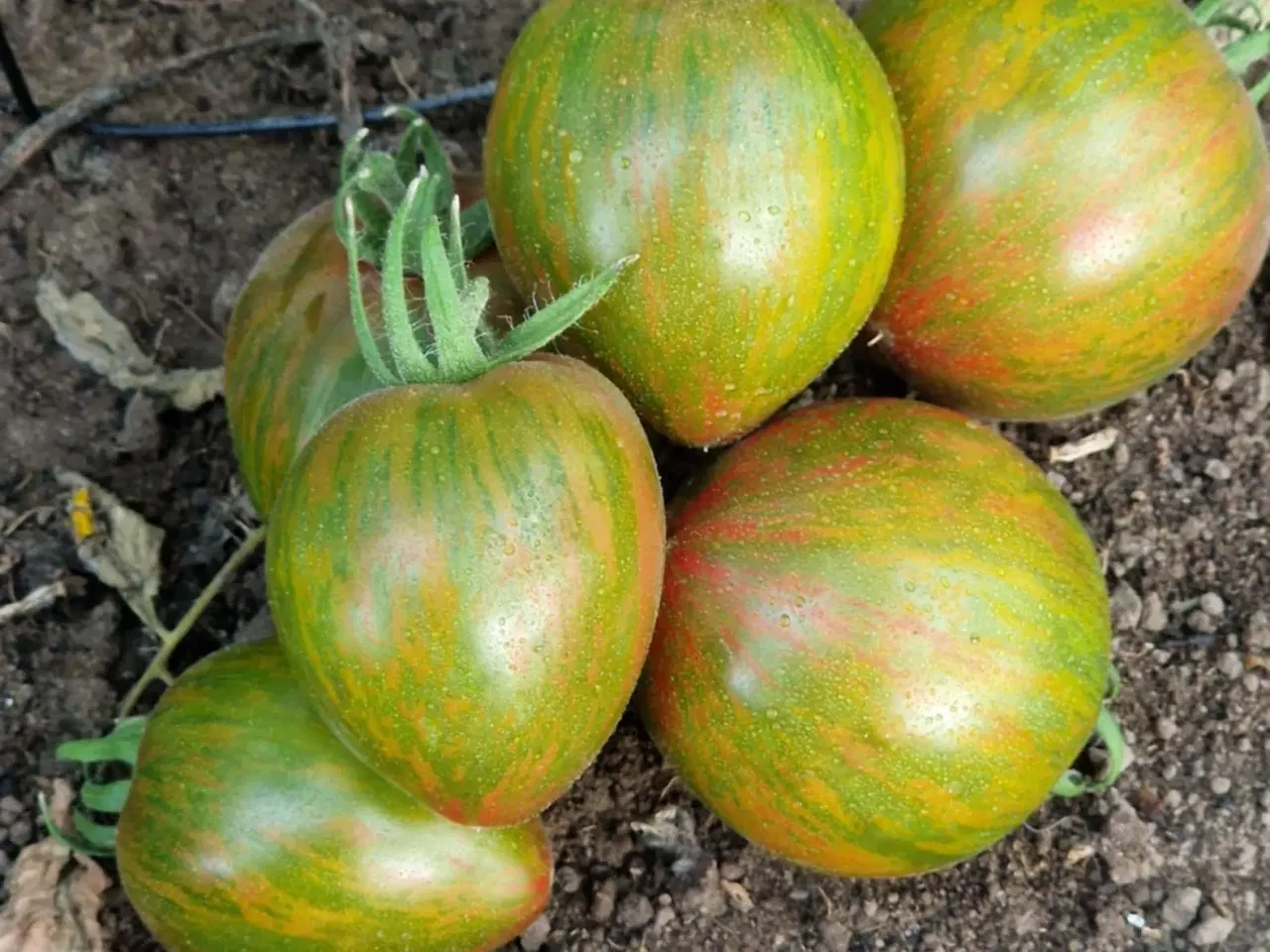 Billede 3 - Tomatfrø - 300 sorter!!!