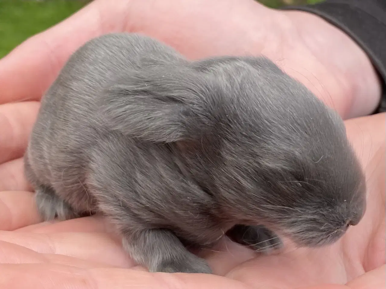 Billede 2 - FRANSK VÆDDER HUN BLÅ