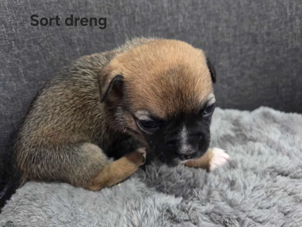 Billede 3 - Bullhuahua hvalpe 