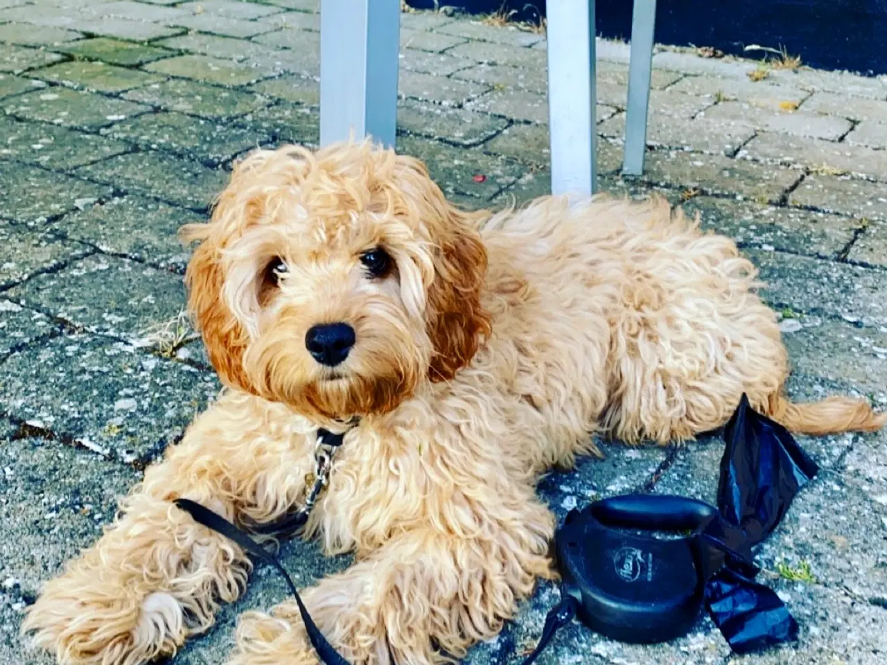 Billede 3 - Hans hun til parring cavapoo