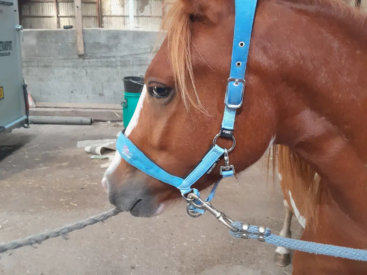 Billede 4 - Kat. 3 pony