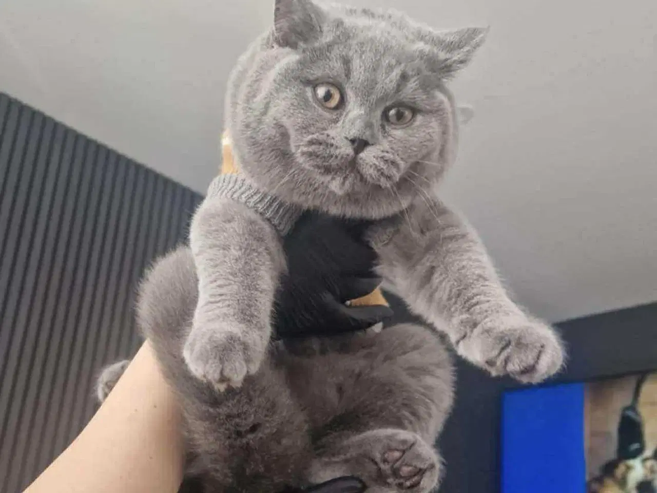 Billede 3 - British shorthair til salg katte