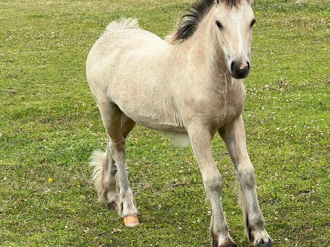 Billede 3 - MINI irish cob hoppeføl 