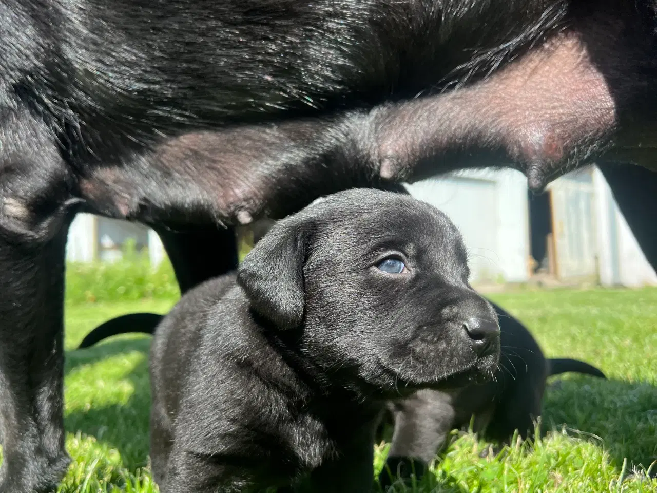 Billede 7 - Ægte labrador hvalpe