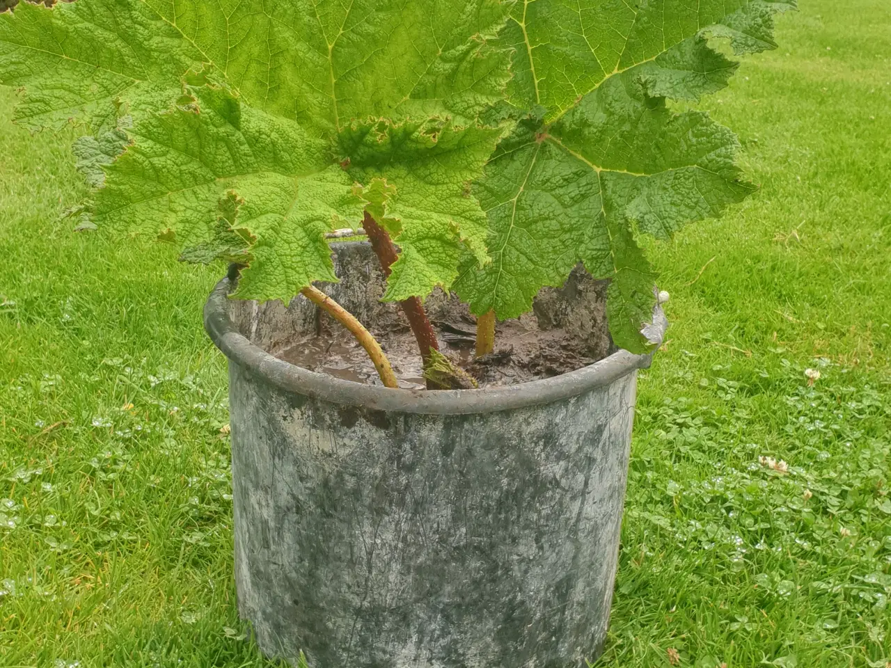 Billede 4 - Mammut blad gunnera manicata