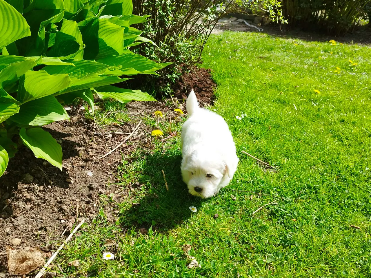 Billede 6 - Coton de tulear hvalpe piger