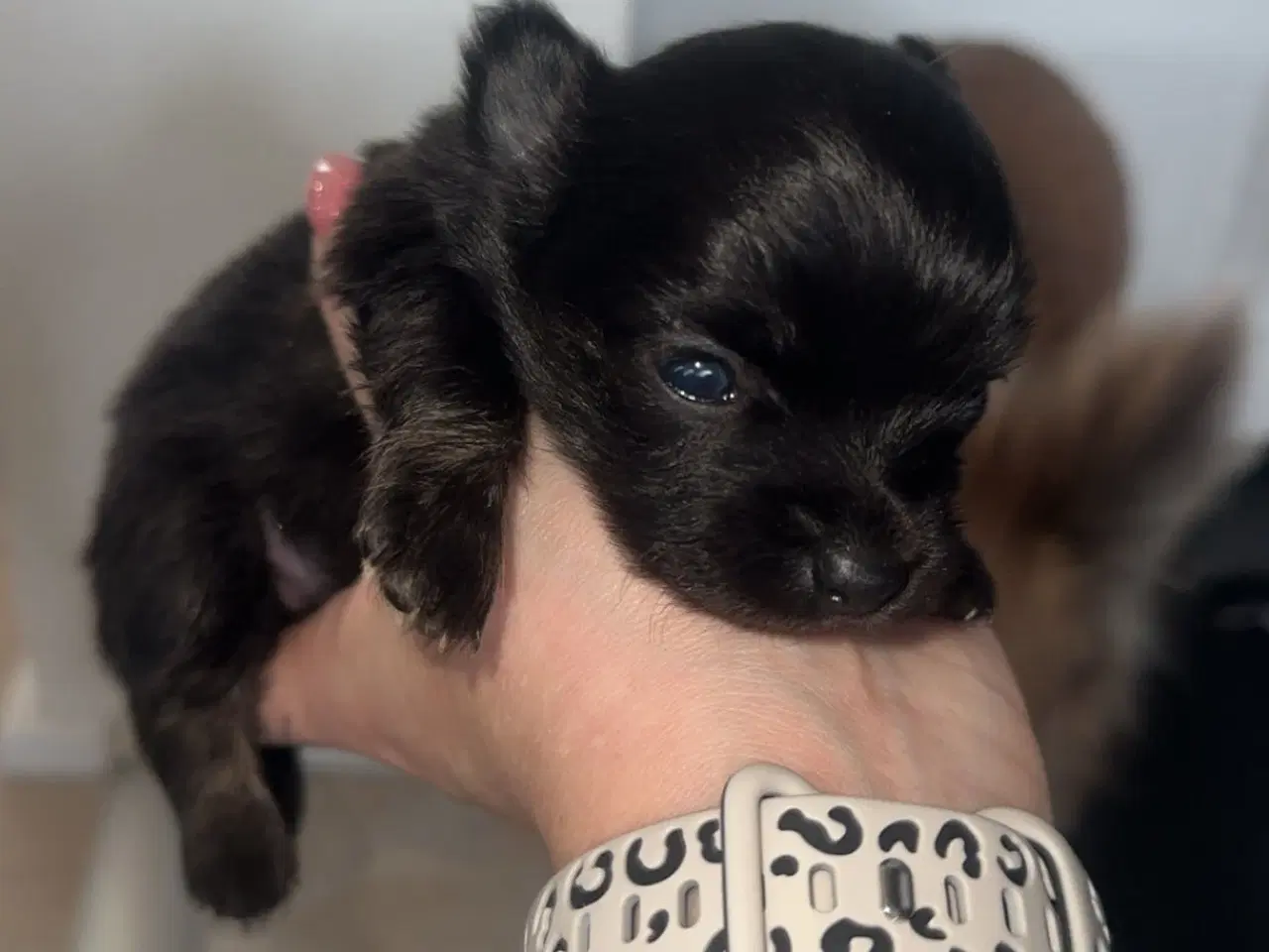 Billede 7 - Pomeranian / Chihuahua