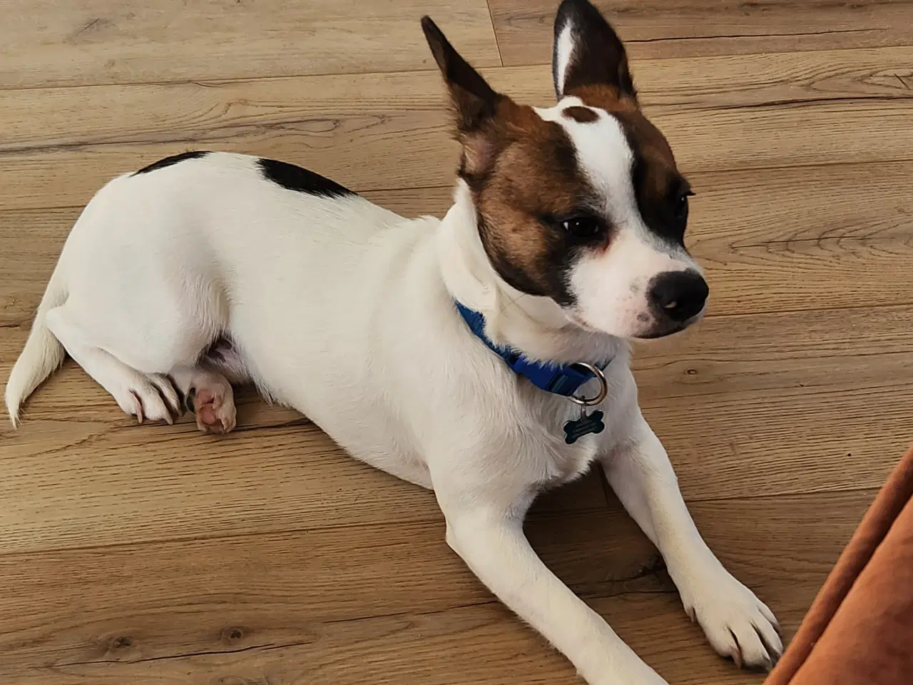 Billede 4 - Skøn hvalp 