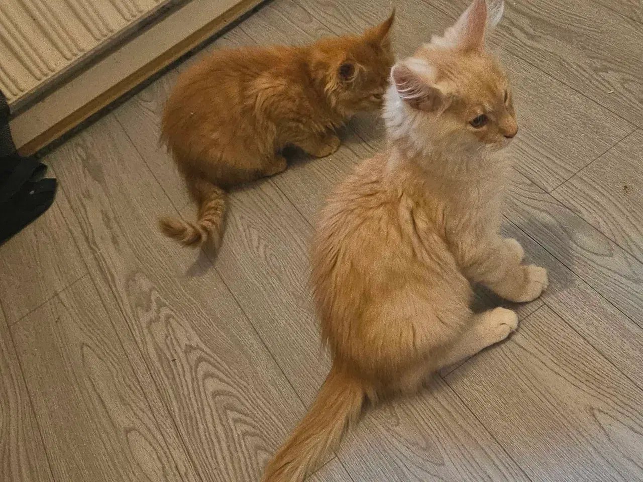 Billede 11 - Maine coon killinger uden stamtavle 