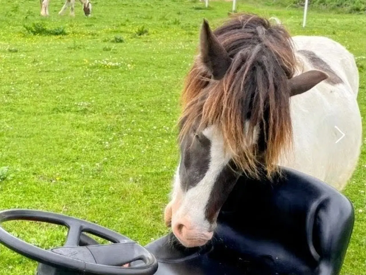 Billede 3 - Shetland blænding