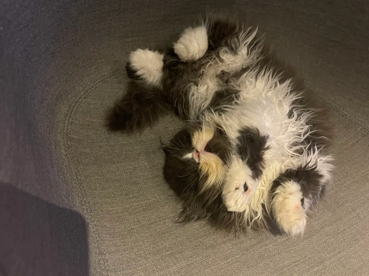 Billede 4 - Perser han killing