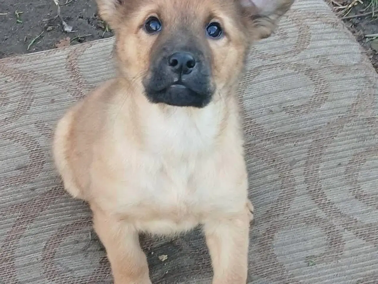 Billede 2 - Lille Rie leder efter sit 4-ever hjem 🏡