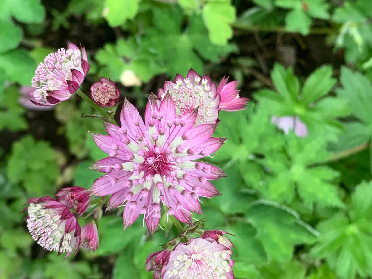 Billede 2 - Staude frø: Astrantia Major / Stjerneskærm