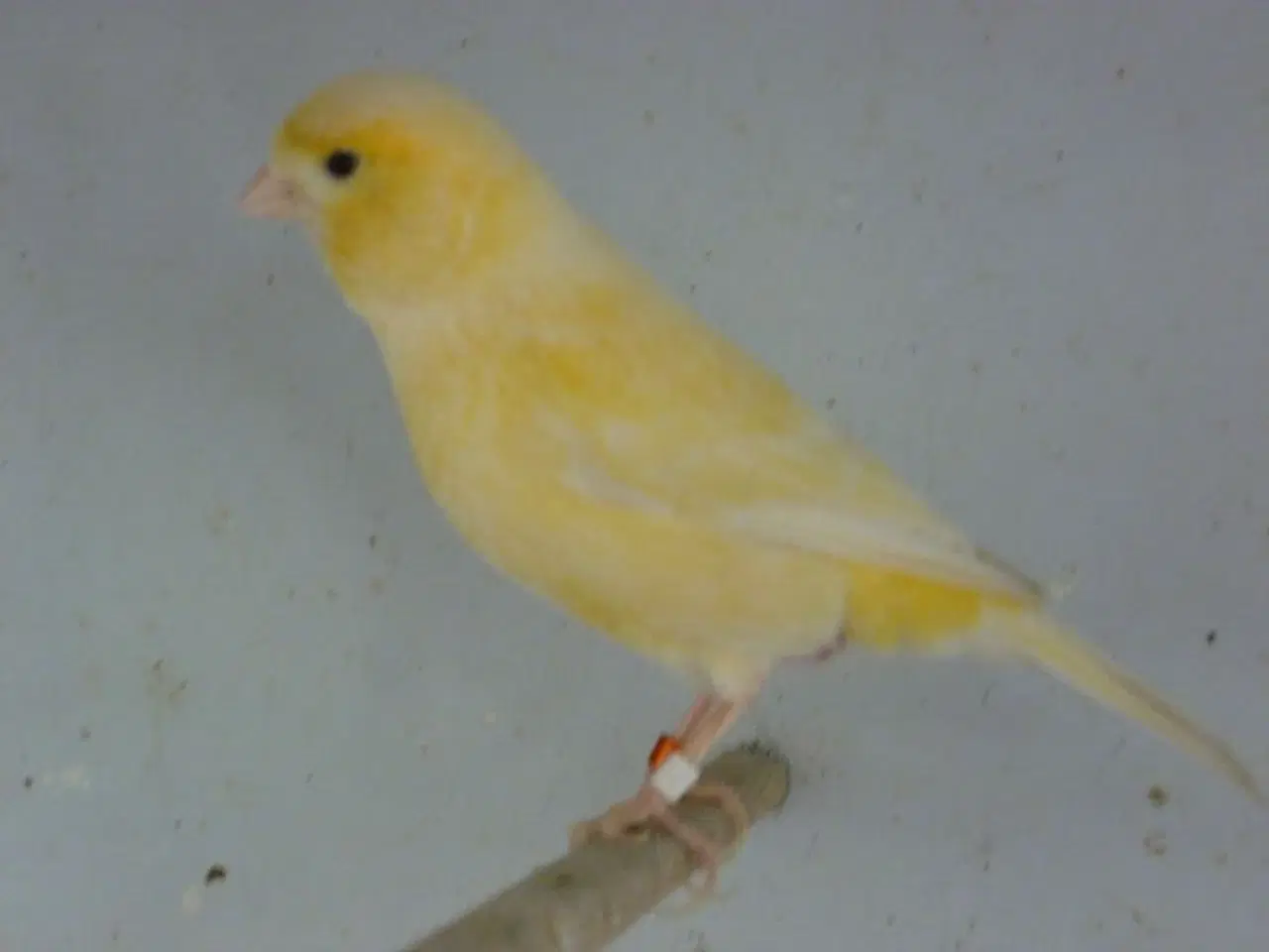 Billede 1 - Gul Kanarie