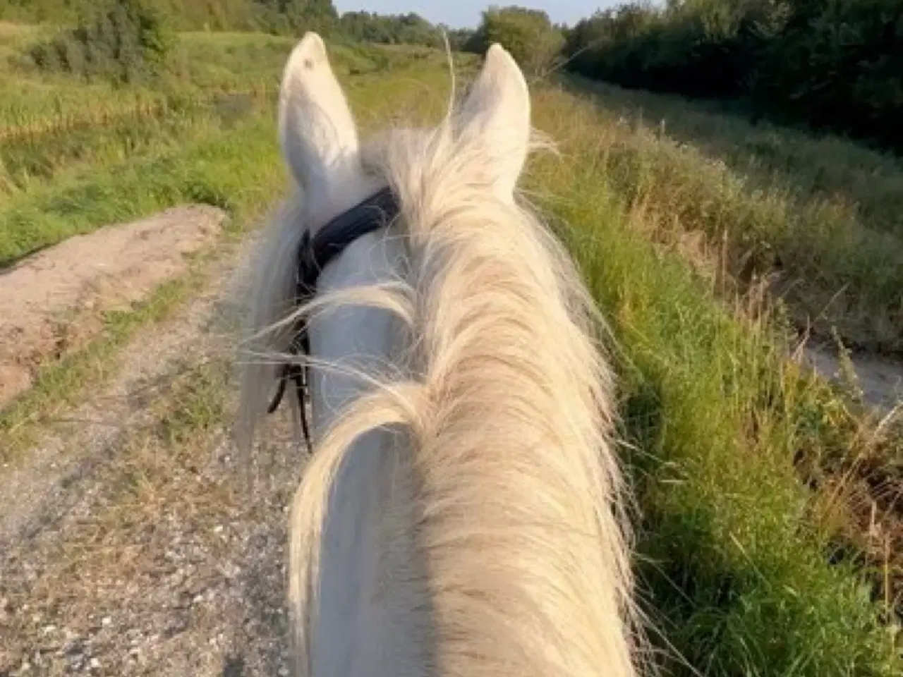 Billede 4 - Rughavens Diva, knapstrupper pony, 11 år