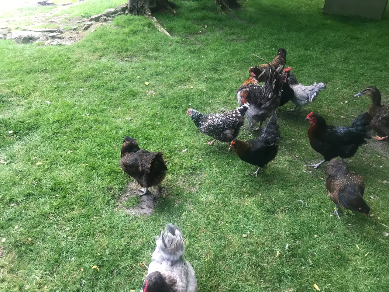 Billede 2 - Araucana 
