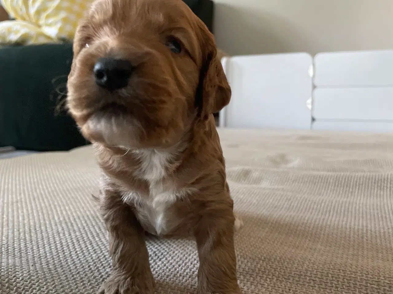 Billede 3 - Cockapoo F2 hvalpe