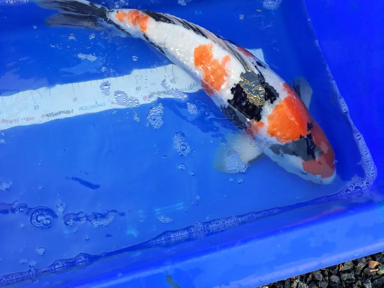 Billede 9 - Koikarper 