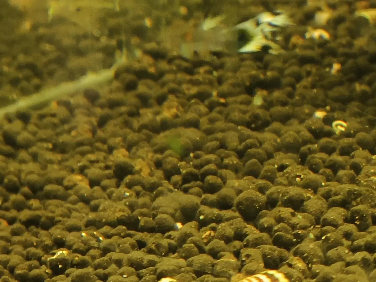 Billede 1 - Gubby, rejer, Helena snegle