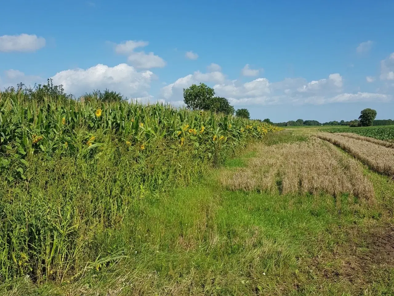 Billede 4 - Vildtfoder - vildtager 