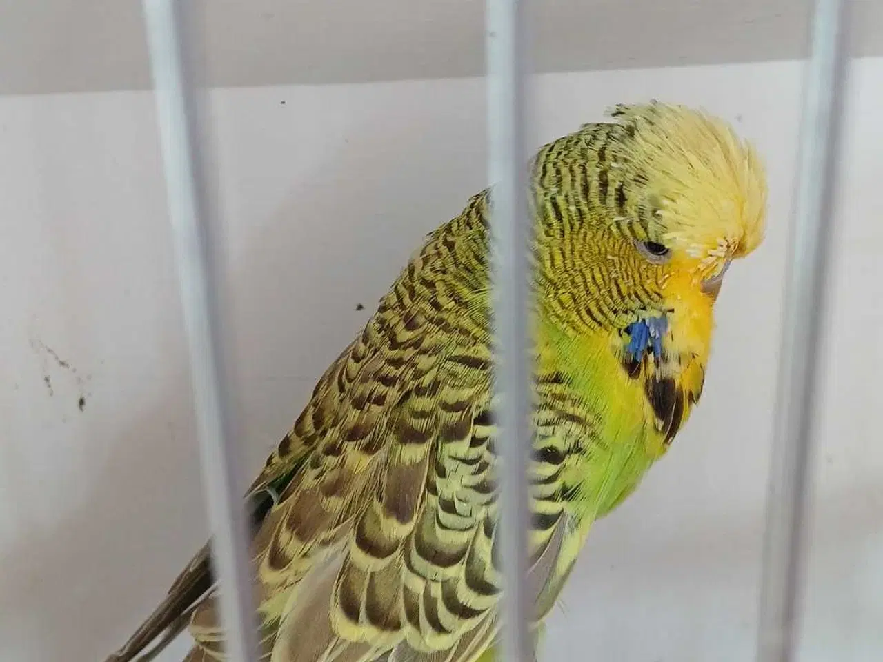 Billede 5 - Engelsk undulat han 