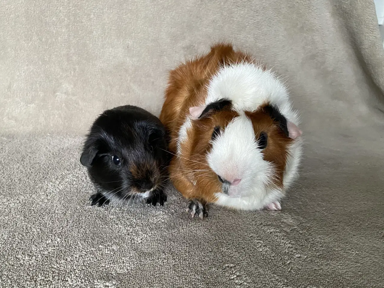 Billede 1 - 2 marsvin