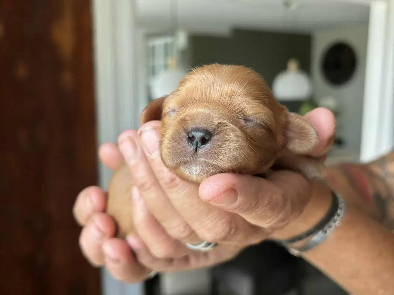 Billede 5 - Cavalier King Charles spaniel hvalpe 