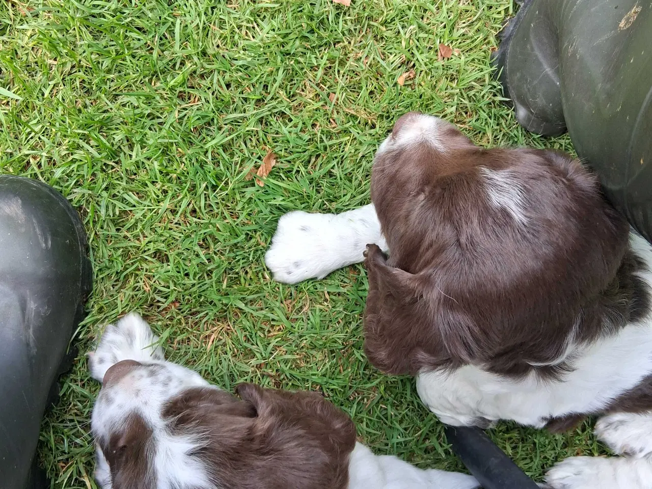 Billede 1 - Springer spaniel hvalpe 