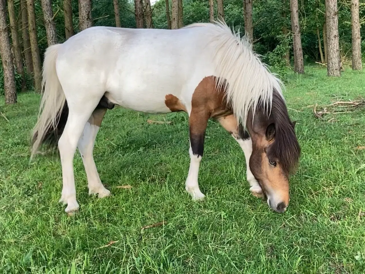 Billede 16 - 2 års islænder hingst