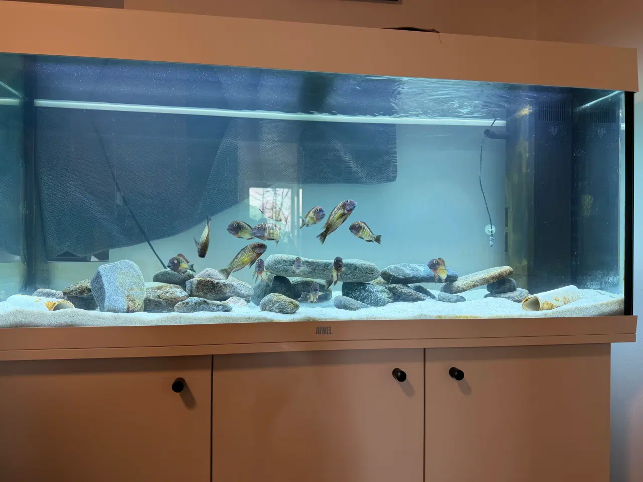 Billede 4 - Cichlider - 14 styk Tropheus Red Rainbow